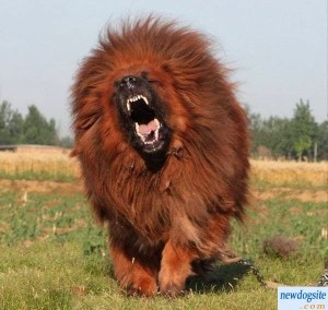 red_tibetan_mastiff_201123201611343778027