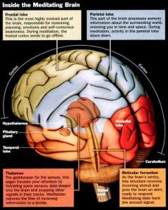 brain parts and functions