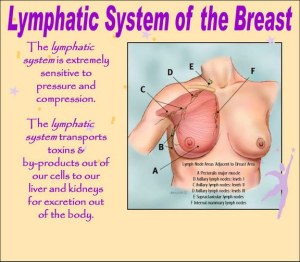 lymphatic_system_breast