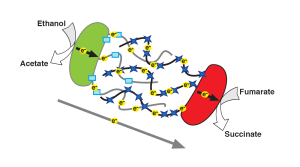cartoon of geobacters at work
