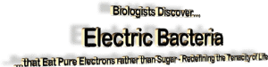 Electric Bacteria