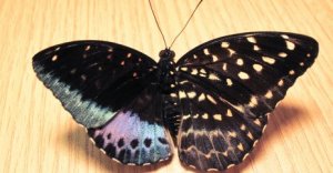 butterfly_480